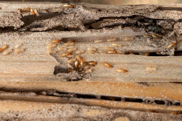 Spider Control Near Me in Burbank, WA
